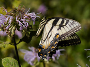 12th Aug 2023 - Eastern tiger swallowtail 