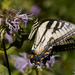Eastern tiger swallowtail  by rminer