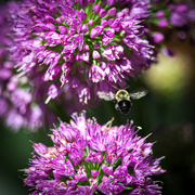 12th Aug 2023 - Carpenter Bee in flight