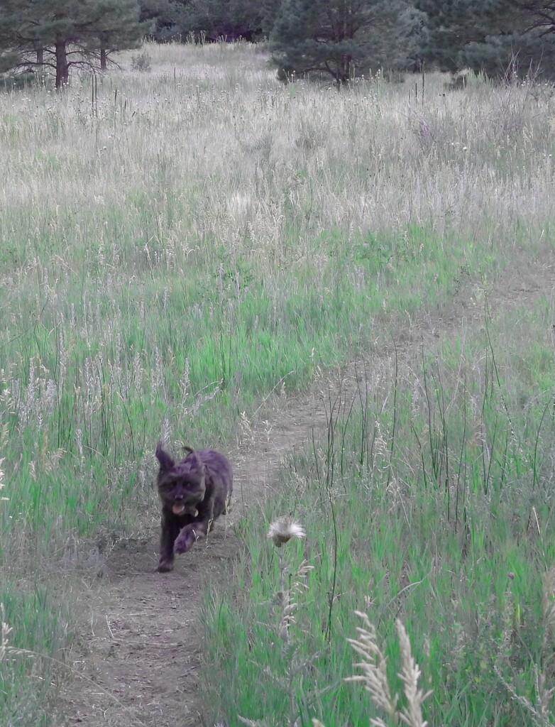 Our Little Dog Running Free through a Meadow by janeandcharlie