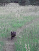 12th Aug 2023 - Our Little Dog Running Free through a Meadow