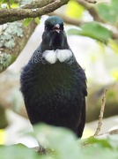 13th Aug 2023 - Tūī in our Puriri Tree , these birds are amazing at mimicking , this one was calling chook chook chook ! so funny