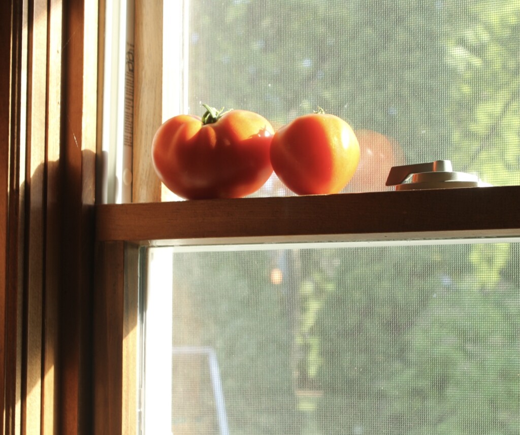 Tomatoes in a sunny window by mltrotter