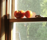 12th Aug 2023 - Tomatoes in a sunny window