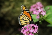 31st Jul 2023 - Monarch Butterfly