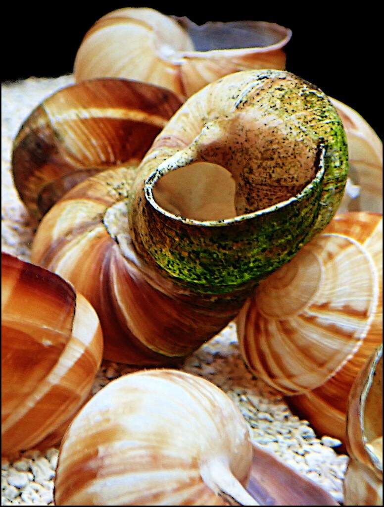 Tumbled Shells by olivetreeann