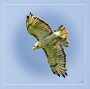 12th Aug 2023 - Red Tailed Hawk