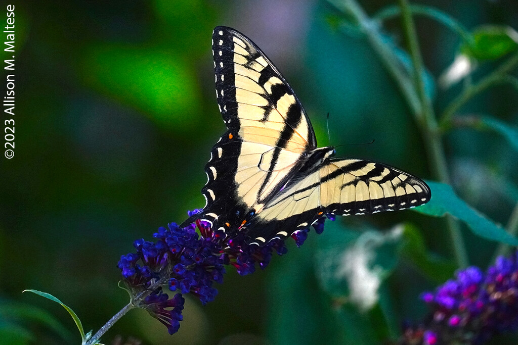 Finally Butterflies! by falcon11
