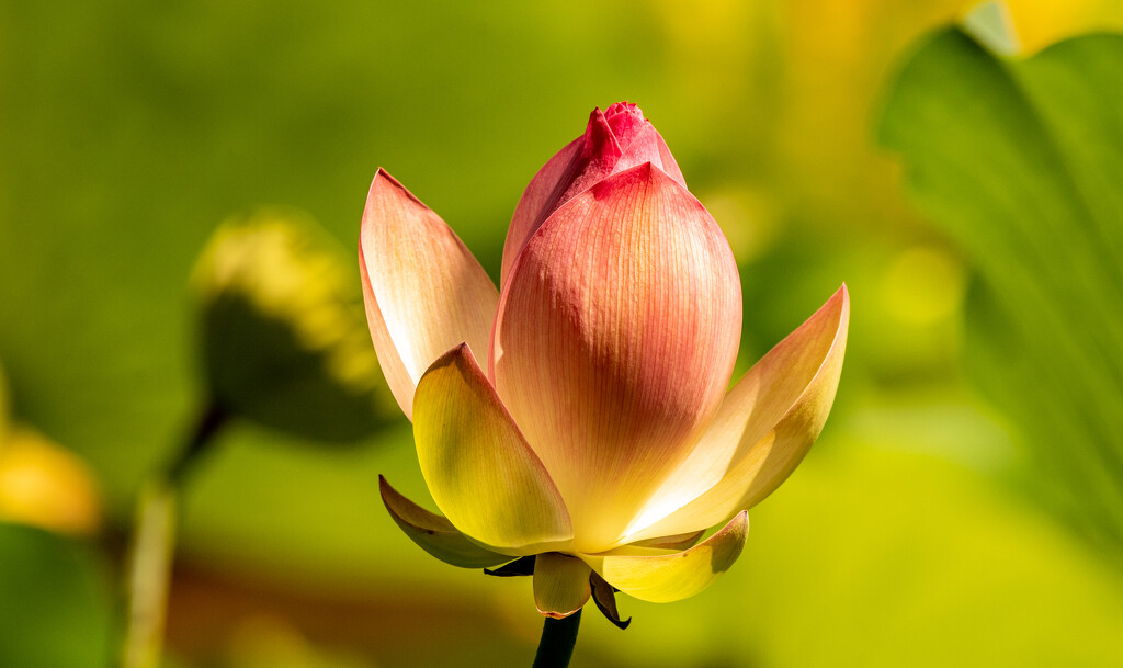 Lotus Flower! by rickster549