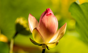 12th Aug 2023 - Lotus Flower!