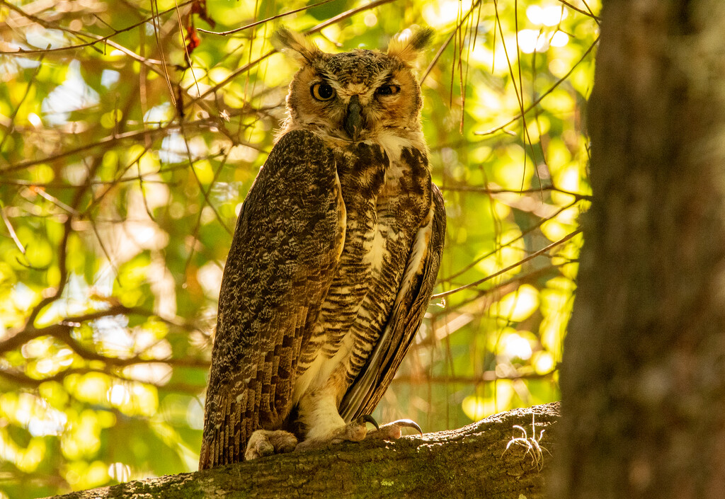 Great Horned Owl, Keeping an Eye on Me! by rickster549