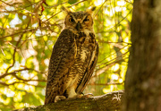 12th Aug 2023 - Great Horned Owl, Keeping an Eye on Me!