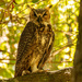 Great Horned Owl, Keeping an Eye on Me! by rickster549