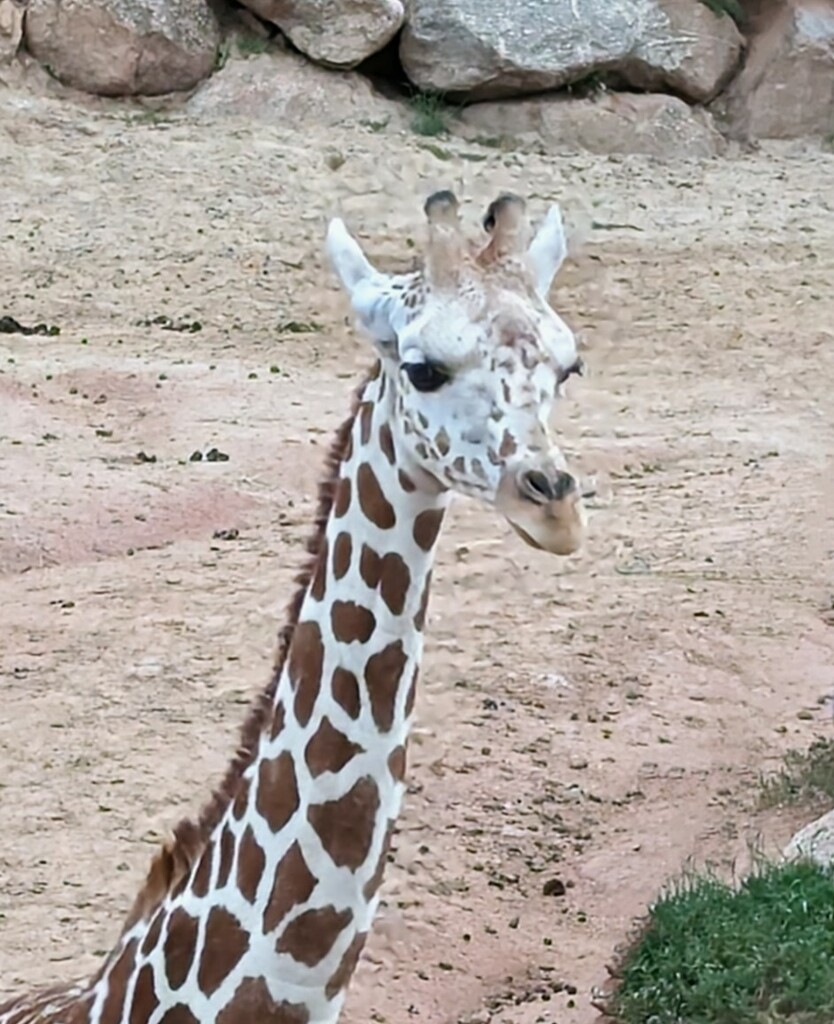 Baby Giraffe by harbie