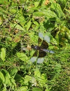 12th Aug 2023 - Dragonfly