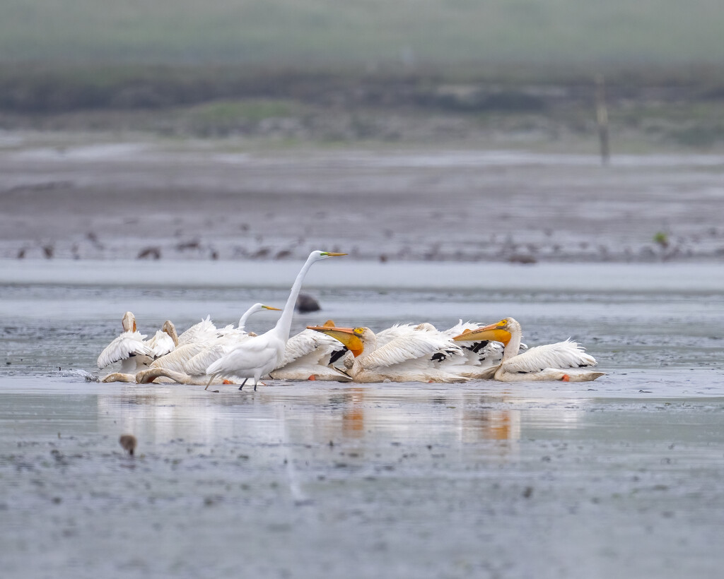 American White Pelican by nicoleweg