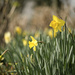 Spring is springing by dkbarnett