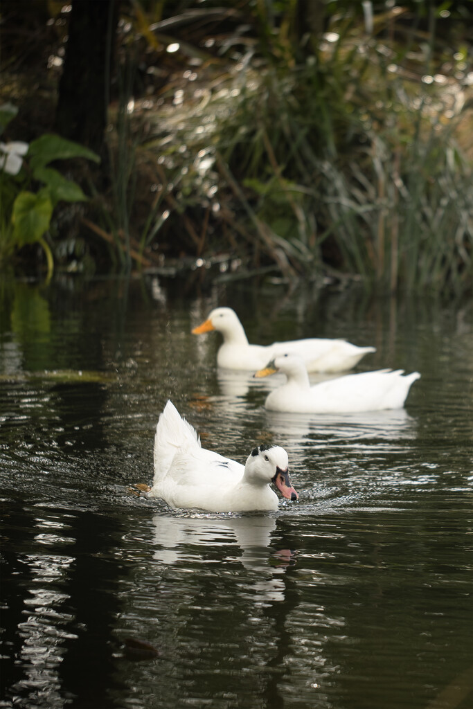 My ducks by dkbarnett