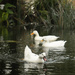 My ducks by dkbarnett