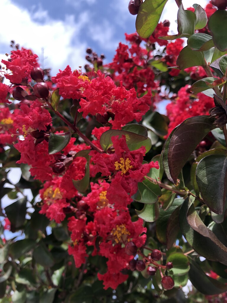 Crape Myrtle  by loweygrace