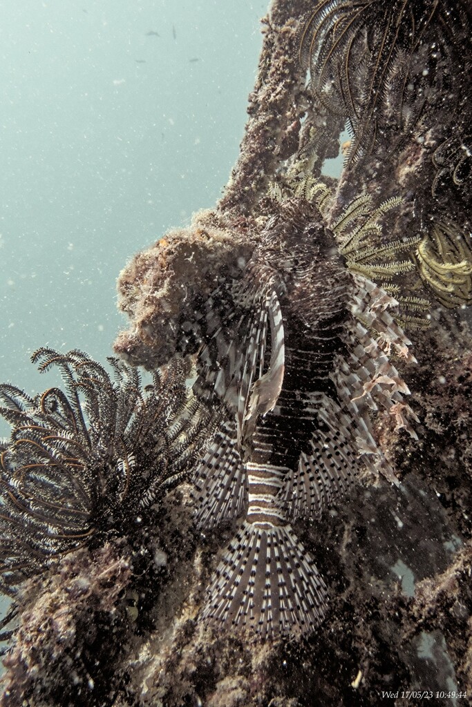 Lion fish by wh2021