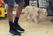 13th Aug 2023 - Doggy Shopping