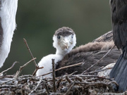 12th Aug 2023 - Went bird watching and found this cutie :)