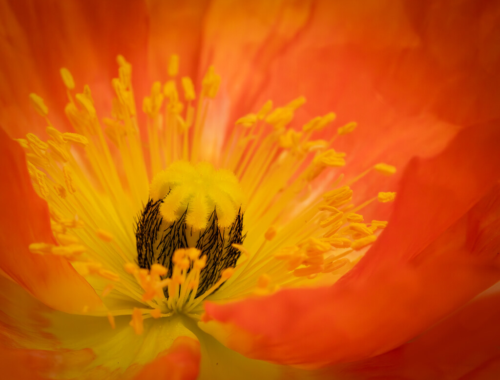 Vibrant Poppy by 365projectclmutlow