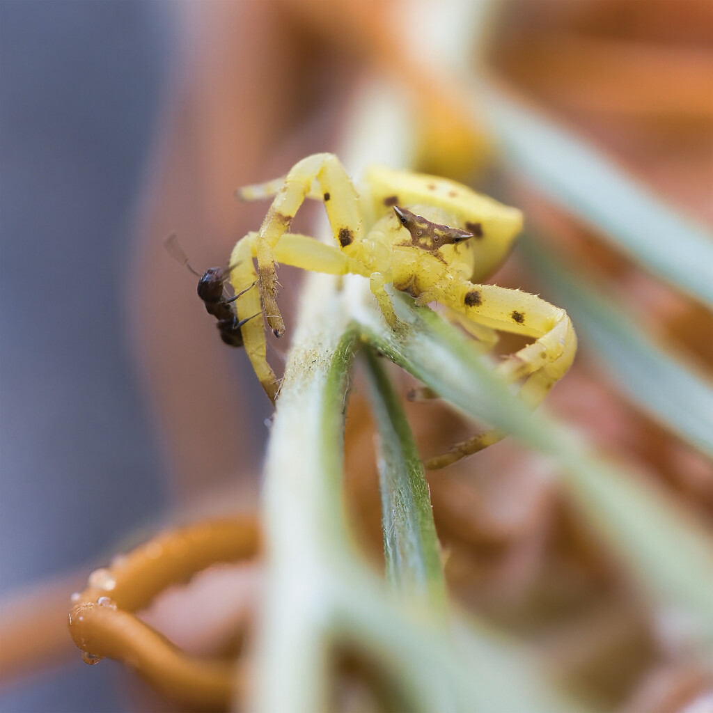 Small yellow spider with ant by dkbarnett