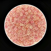 13th Aug 2023 - Microscope slide of rare tropical disease blood cells? Or miniature glass crystal flowers in a shallow dish?