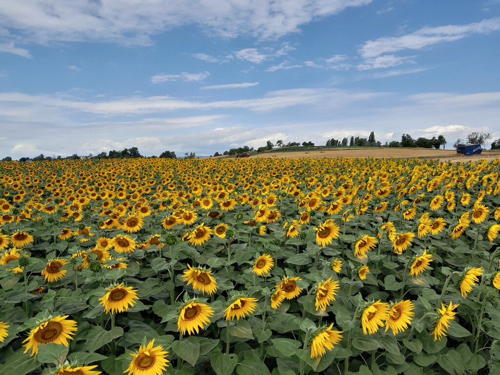 Sunflower field! by elsieblack145