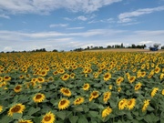 21st Jul 2023 - Sunflower field!
