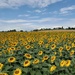 Sunflower field! by elsieblack145