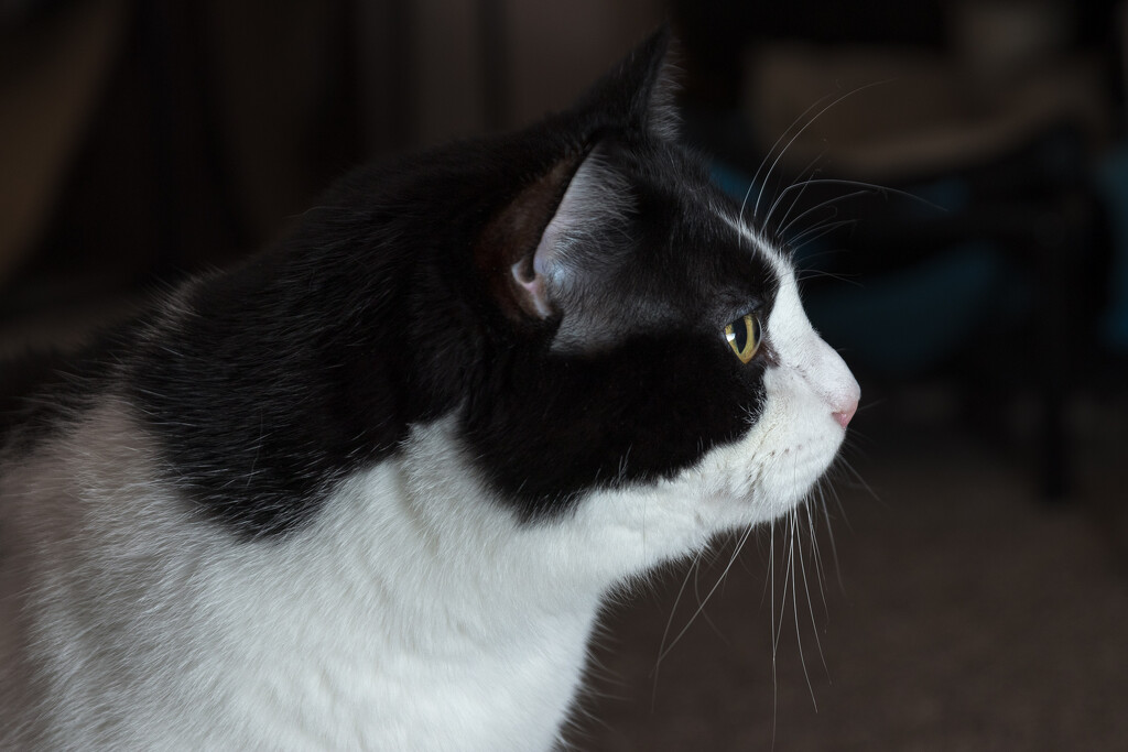 Sylvester In Profile by swchappell