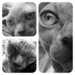 Kitten Eyes by fbailey