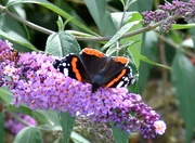 13th Aug 2023 - Red Admiral