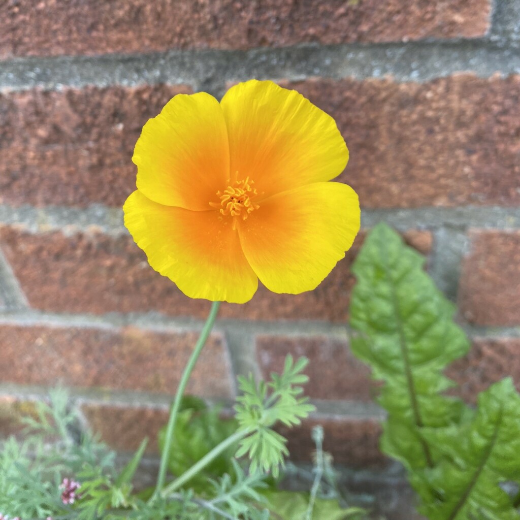 street poppy by cam365pix