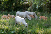 12th Aug 2023 - Cows and calves