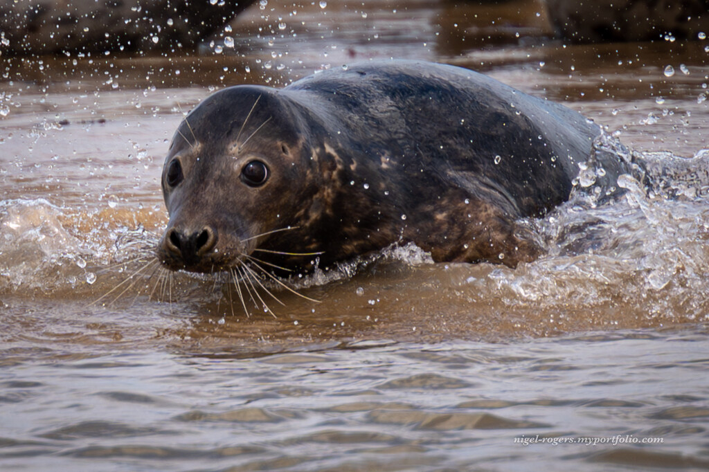 Seal pup by nigelrogers