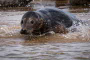 13th Aug 2023 - Seal pup