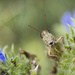 Grasshopper by fayefaye