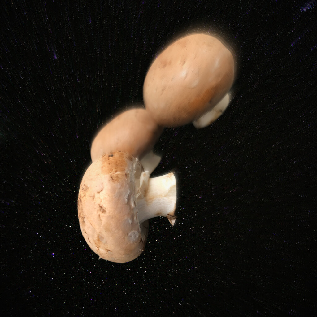 Mushrooms by jacqbb