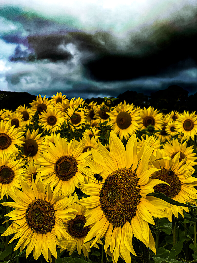 Sunflowers 🌻 and rain 🌧️  by catangus