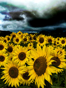 13th Aug 2023 - Sunflowers 🌻 and rain 🌧️ 