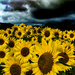 Sunflowers 🌻 and rain 🌧️ 