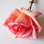 13th Aug 2023 - a single rose