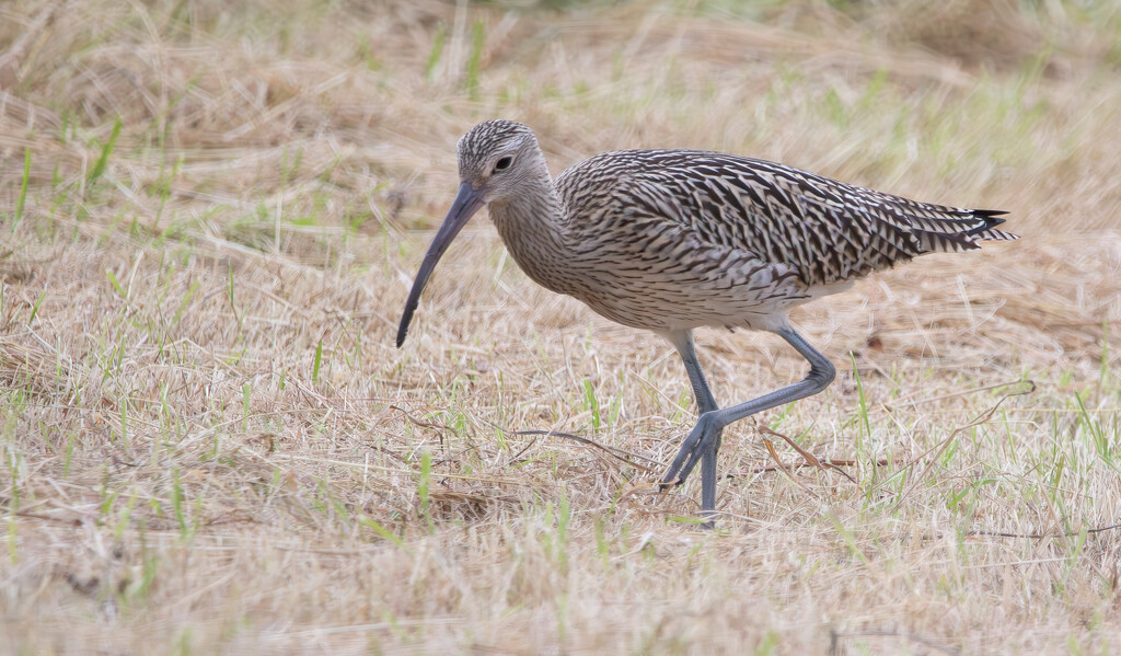 Sunday's Curlew by lifeat60degrees