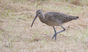 13th Aug 2023 - Sunday's Curlew