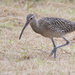 Sunday's Curlew by lifeat60degrees