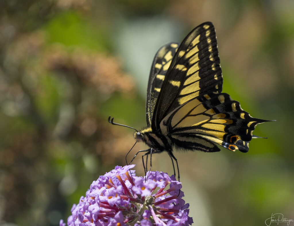 Swallowtail Stepping Lightly by jgpittenger